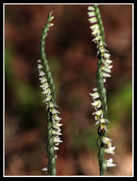 Spiranthes spiralis ?